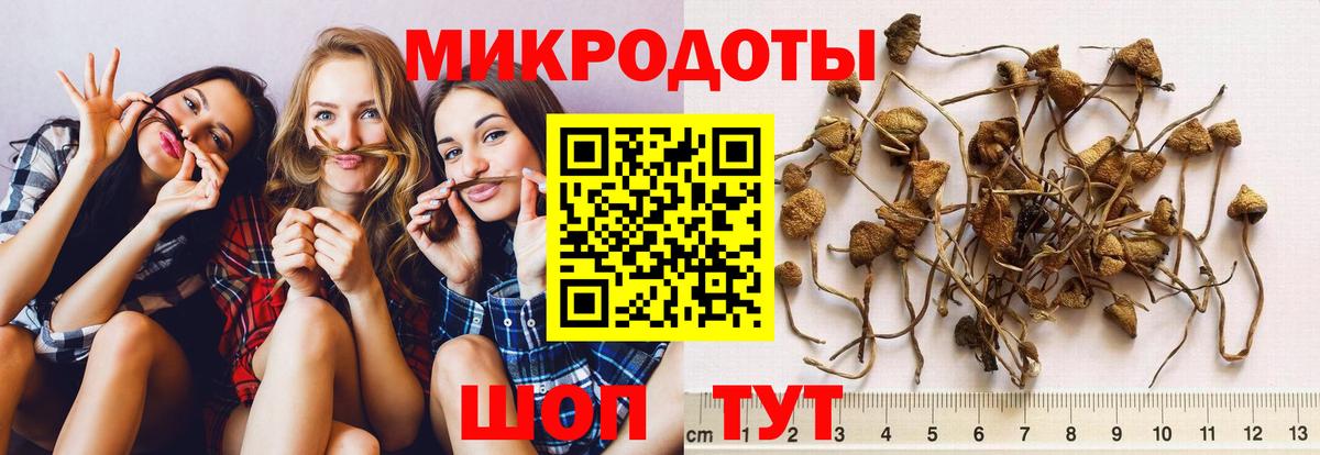 Псилоцибиновые грибы мицелий Тосно